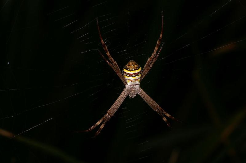Argiope_keyserlingi_D7698_Z_87_The Gap_Australie.jpg